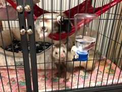 -雨林宠物医院 非犬猫异宠专科