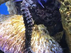 -海合安武汉极地海洋公园
