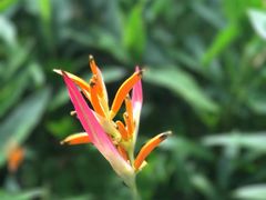 -新加坡飞禽公园