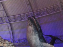 -烟台海昌鲸鲨海洋公园