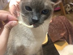 -滚猫咖啡·猫咖·猫友好撸猫(未来城店)