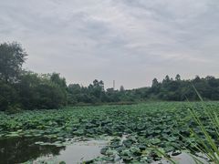 -白鹭湾湿地公园