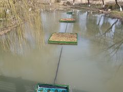 -九科绿洲