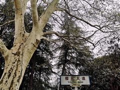 -武汉大学-樱园