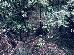 -上海佘山国家森林公园天马山园