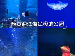 -西安曲江海洋极地公园