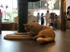-飞行喵MR PILOT|猫舍·猫咖(静安大融城店)