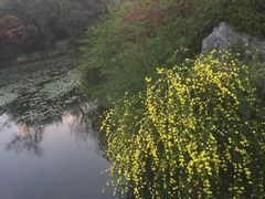-桃花岛景观公园