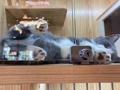 -山宅一喵德文卷毛猫舍