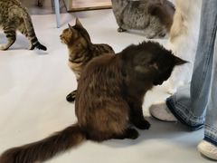 -豆逗聊愈猫阁Easy Life