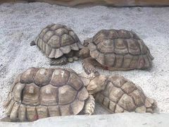 -大连森林动物园