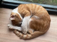 -豆逗聊愈猫阁Easy Life