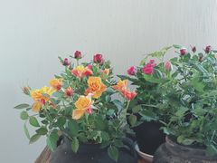 -瓦库茶馆17号(海汇港店)