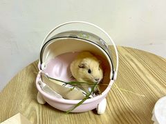 -楼上猫咖(罗湖店)
