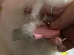 -家有小宠宠物美容(双楠街店)