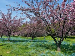 -苏州上方山国家森林公园
