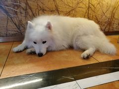 狗-more than meow吴止猫主题餐厅(承德 中船汇店)