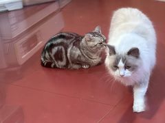 -和它·交个朋友·狗咖猫咖(爱琴海店)