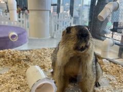 -怪兽屋·羊驼·猫咖·狗咖(俊华广场店)