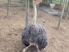 -兰陵国家农业公园