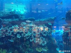 -迪拜水族馆及水下动物园