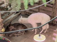 -正佳雨林生态植物园
