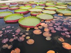 -白洋淀景区
