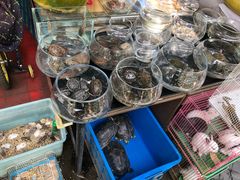 -曲阳花鸟市场(曲阳路店)