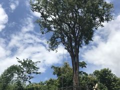 -大树秋千
