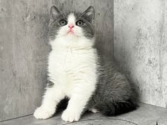-小猫来了·猫舍(红山六九七九店)