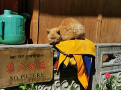 -罗布林卡