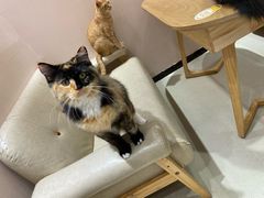 -藏猫猫咖啡主题馆(中央大道店)