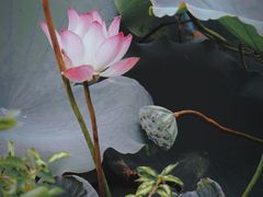-荔湾湖公园