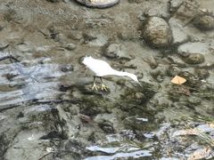 -杨柳河(地铁站)