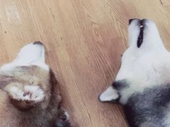 -Husky Go! 哈士奇体验馆·宠物咖啡厅狗咖