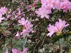 -梧桐山风景名胜区