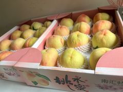 -南汇新场正宗水蜜桃采摘