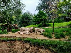 -北京野生动物园