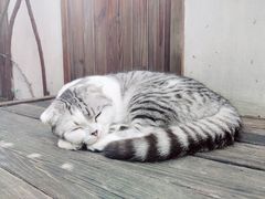 -喵屿·大理花园猫咖