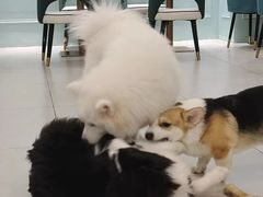 -安格丽娜·狗咖·猫咖羊驼咖(春熙路百盛商场店)