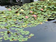 -月湖风景区