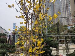 -三圣花乡旅游区