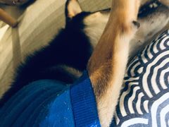 -逗柴咖啡屋·狗咖猫咖宠物桌游