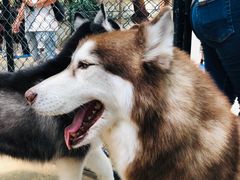 -TrueLove @ Neverland (Husky Cafe)