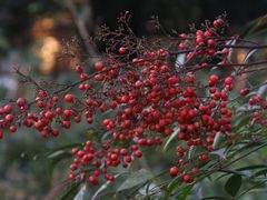 -西湖风景区十里琅珰-五云山