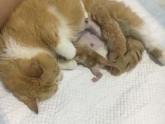 -灵美宠物诊所