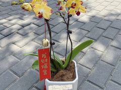 -F.Story 花和故事(新天地店)