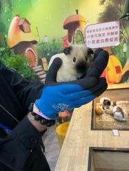 -神奇动物撸宠馆·羊驼·小浣熊·异宠(豫园店)