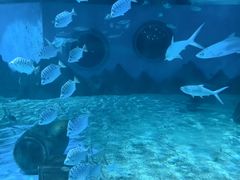 -北戴河圣蓝海洋公园