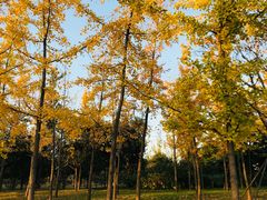 -洨河生态公园